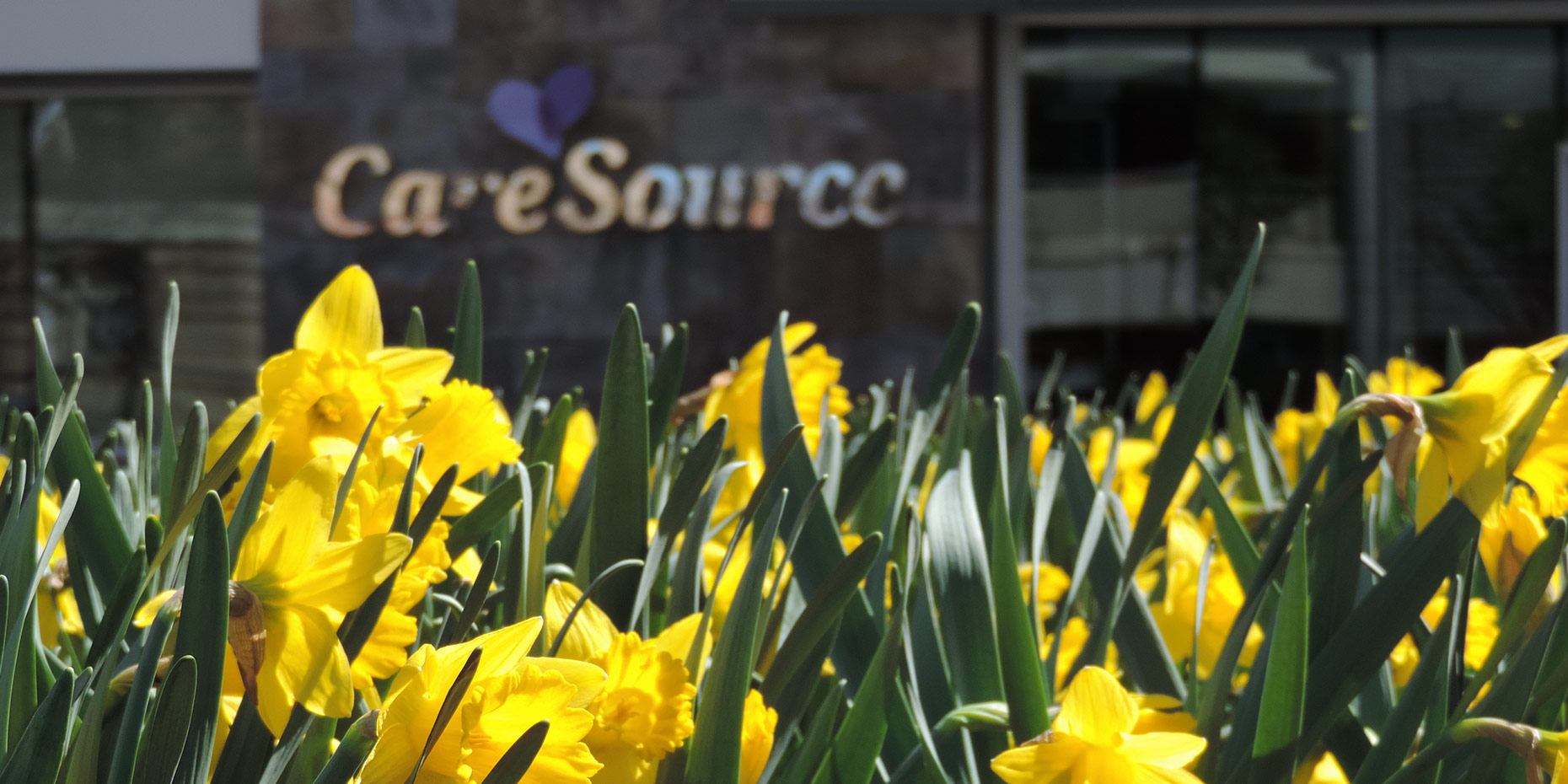 Flowers outside of the caresource building